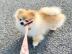 Chihuahua Welpen