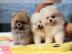 Zwergspitz /Pomeranian mit Stammbaum