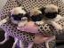 Mops Welpen