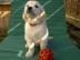 Golden Retriever Welpen abgabebereit