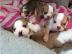 Englische Bulldoggen Welpen aus Top Verp