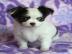 Chihuahua Welpen