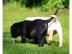 sch�ne Labrador Retriever Babys