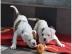 American Bulldog,Buldog