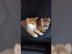 Shiba Inu Welpen 1 R?de & 2 H?ndin