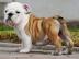 Exklusive Englische Bulldogge - Welpen