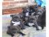 Wundersch�ne Pitbull Welpen