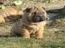 Erstklassige, s��e Shar-Pei Welpen