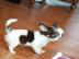CHIHUAHUA-MINI WELPEN F�R 250euros