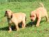 Labrado Retriever puppies