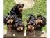 S??e Yorkshire-Terrier-Welpen
