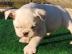 Englische Bulldoggen welpen