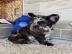 Franz�sische Bulldoggen-Welpen