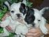 S��e Franz�sische Bulldogge Welpen