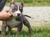 American Pitbull Welpen ab sofort verf�g
