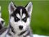 S��e Reinrassige Siberian Husky Welpen