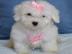 Maltipoo Welpen