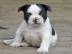 Franz�sische Bulldogge in blau oder blau