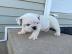 Englische Bulldogge Welpen-KOSTENLOS
