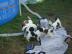 Jack Russell Terrier Welpen Tricolor