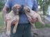 Bullmastiff  Welpen