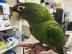 Amazonas Papageien verf?gbar