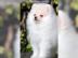 Pomeranian Zwergspitz Welpen aus deutsch