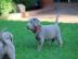 Weibliche und m�nnliche Labrador Retriev