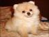 Reinrassige Zwergspitz / Pomeranian