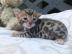 Wundersch�ne baby katzen