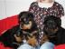 Rottweiler, Rottweilerwelpe, ROTTWEILER-
