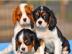 Bildsch�ne Cavalier King Charles Spaniel