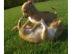 Super s��e mini chihuahua welpen mit pap