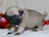 Mops Welpen zur Annahme