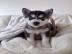 s��en Pomsky-Welpen whatsapp nummer +436
