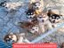 Siberian Husky Welpen