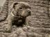 American Staffordshire Terrier Welpen Wh