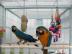 Blau und Gold Ara Papageien