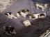 Jack Russell  Welpen abzugeben