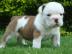Englisch Bulldogge Welpen