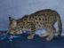 Savannah K�tzchen Super s��e