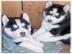 Siberian Husky Welpen
