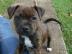 TOP Gesund Amstaff- Blue- Line- Welpen