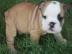 Englische Bulldogge Welpen in beige