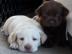 Gesunde Golden Retriever- und Labrador-W
