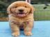 Golden Retriever Welpen zur Annahme,.  WH