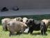 s��er Franz�sisch Bulldogge-Welpen