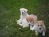 su�e Akita Inu Welpen mit Papieren (200EUR
