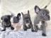 Franz?sische Bulldoggen Welpen