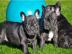 Freiatmende Franz.  Bulldoggen